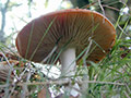 Pilze und andere Planzen aus dem Oktober 2000
