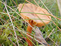 Pilze und andere Planzen aus dem Oktober 2000