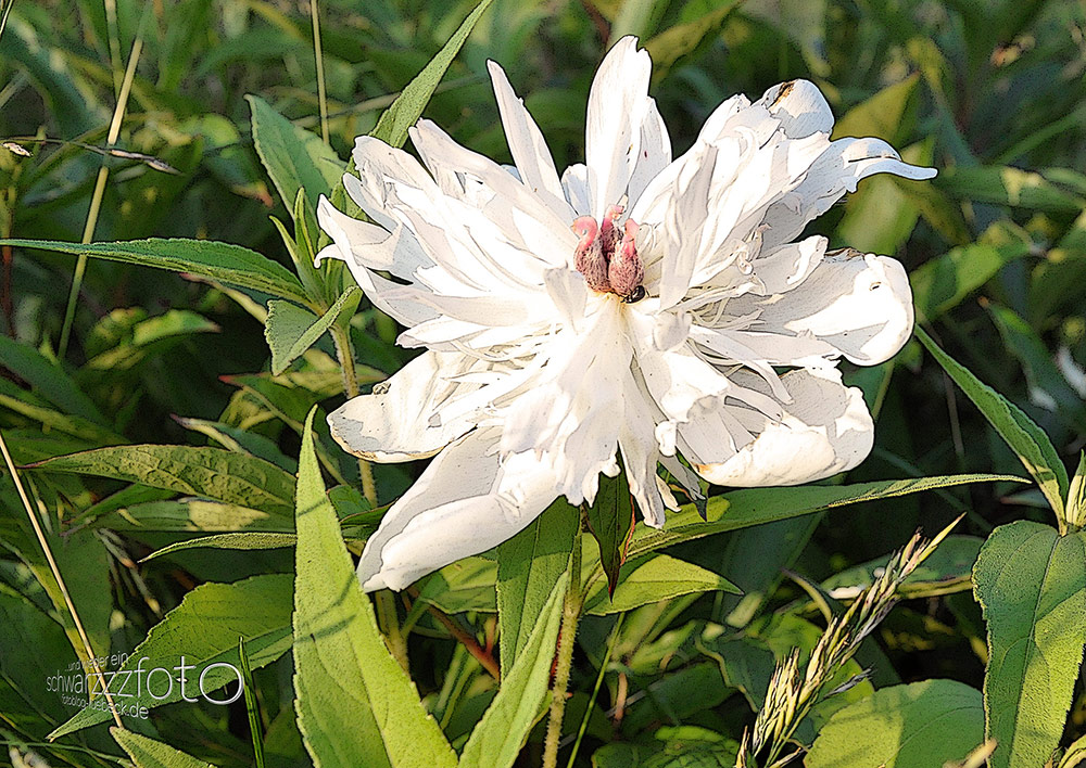 Wild- und andere Blumen in meinem Garten, 2010