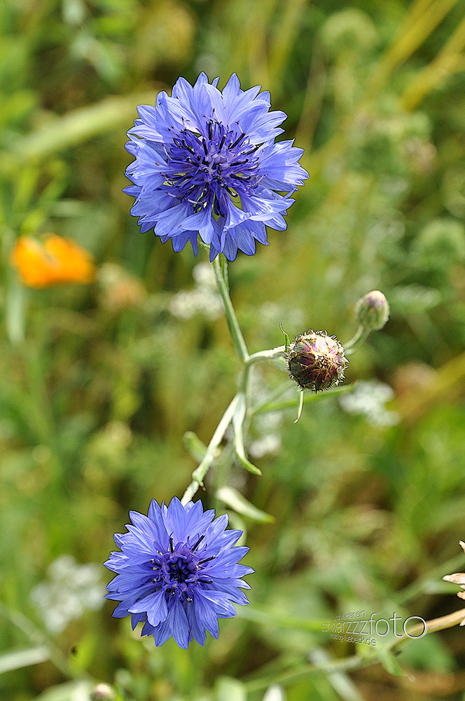 Wild- und andere Blumen in meinem Garten, 2010