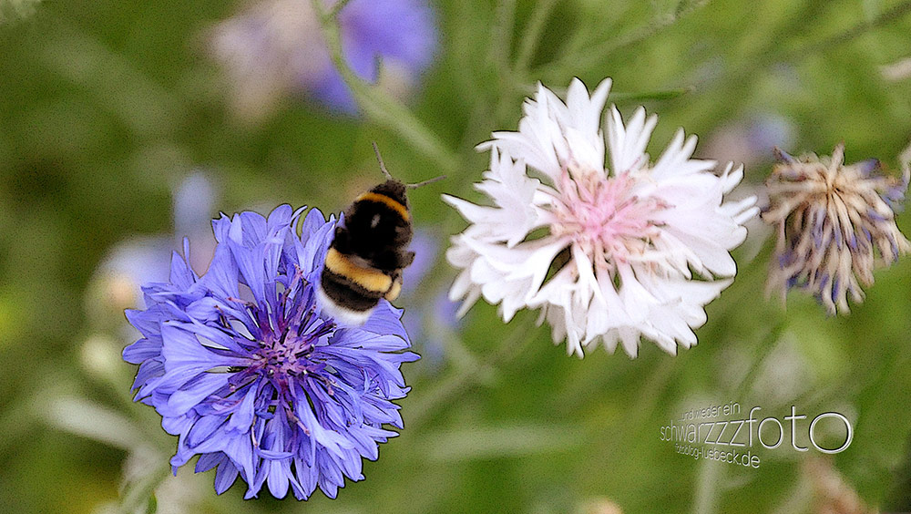 Wild- und andere Blumen in meinem Garten, 2010