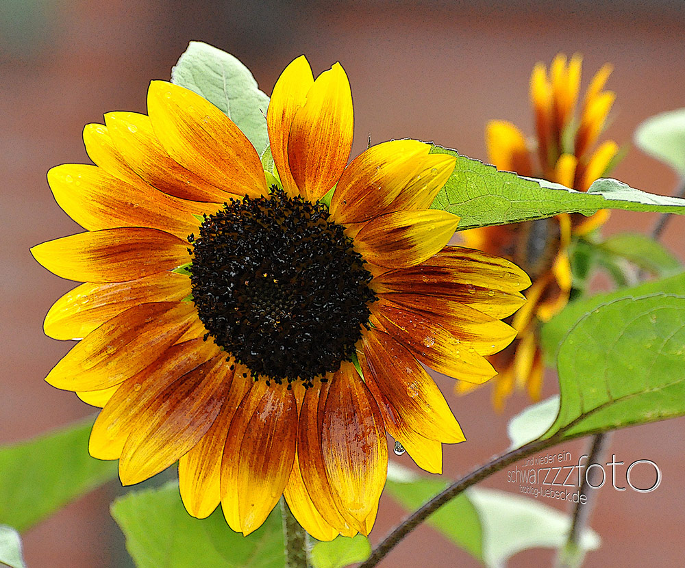 Wild- und andere Blumen in meinem Garten, 2010