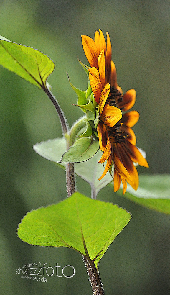 Wild- und andere Blumen in meinem Garten, 2010