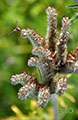 Wild- und andere Blumen in meinem Garten, 2010