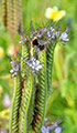 Wild- und andere Blumen in meinem Garten, 2010