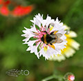 Wild- und andere Blumen in meinem Garten, 2010