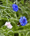 Wild- und andere Blumen in meinem Garten, 2010