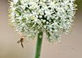 Wild- und andere Blumen in meinem Garten, 2010