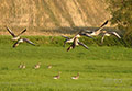 Wildgänse und andere Vögel in Hornstorf, 2010