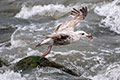 Möwen in der aufgewühlten Ostsee-06 (16.5.2019)