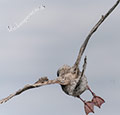 Möwen in der aufgewühlten Ostsee-07 (16.5.2019)