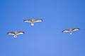 Fliegende Möwen vor superblauem Himmel im April 2020