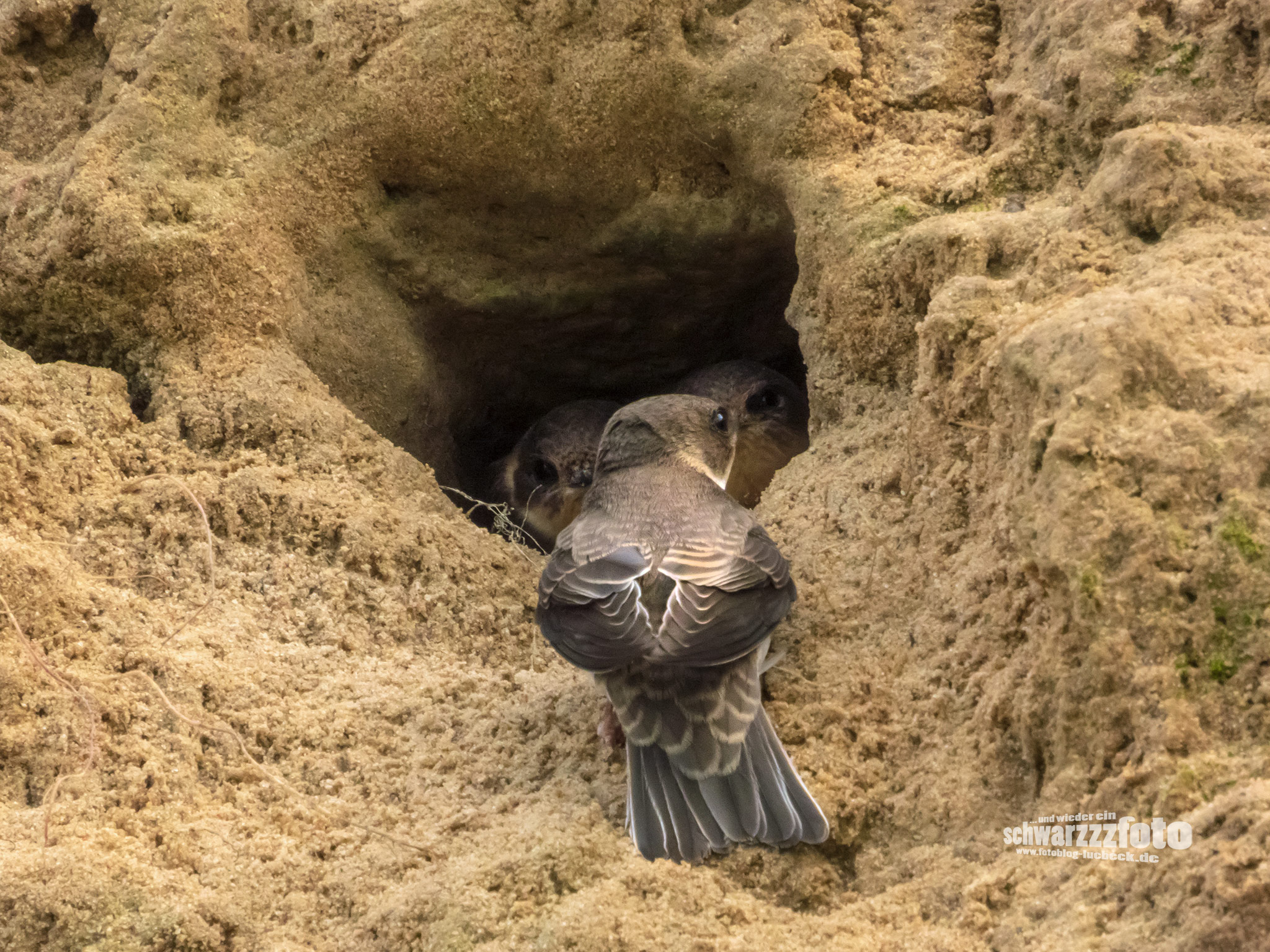 Eine Möwe und viele Uferseeschwalben am Brodtener Ufer (10.7.2022)