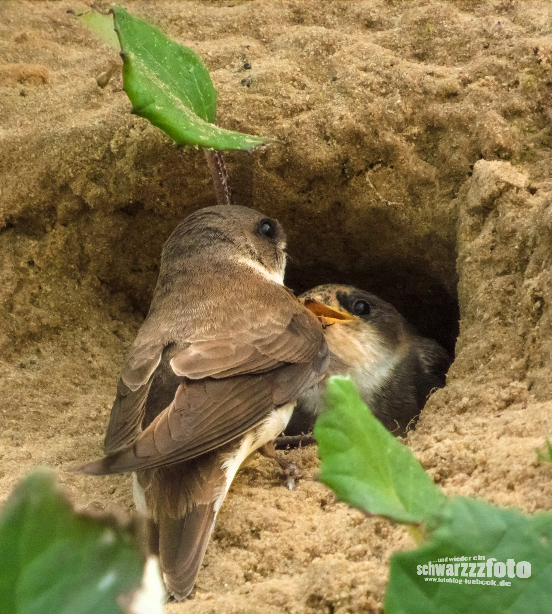 Eine Möwe und viele Uferseeschwalben am Brodtener Ufer (10.7.2022)