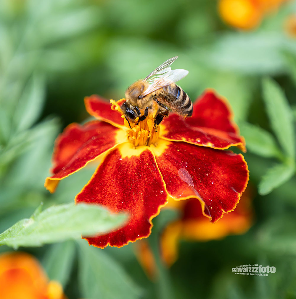 Hummeln und eine Wildbiene auf meinen Tagetes (21.7.2022)