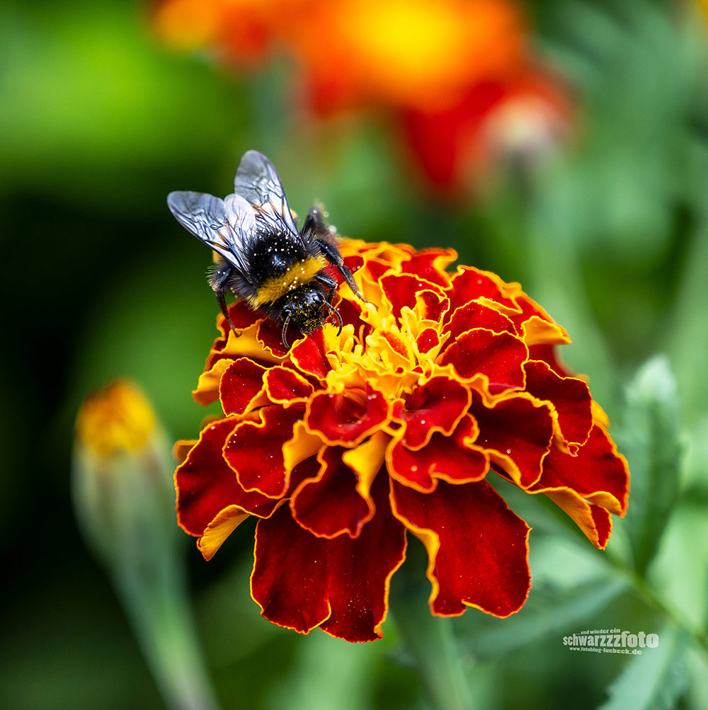 Hummeln und eine Wildbiene auf meinen Tagetes (21.7.2022)
