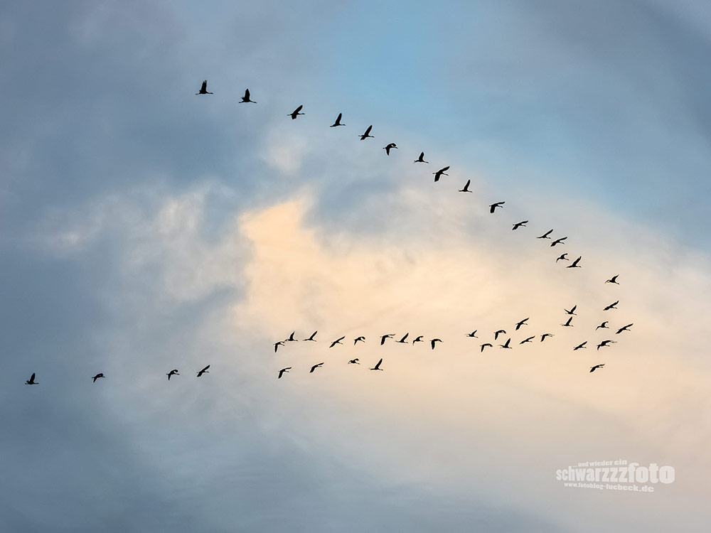 Vogelschwärme im Oktober 2022
