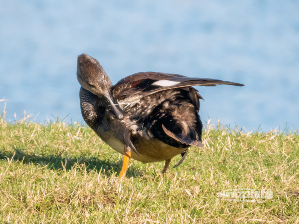 Enten und Gänse