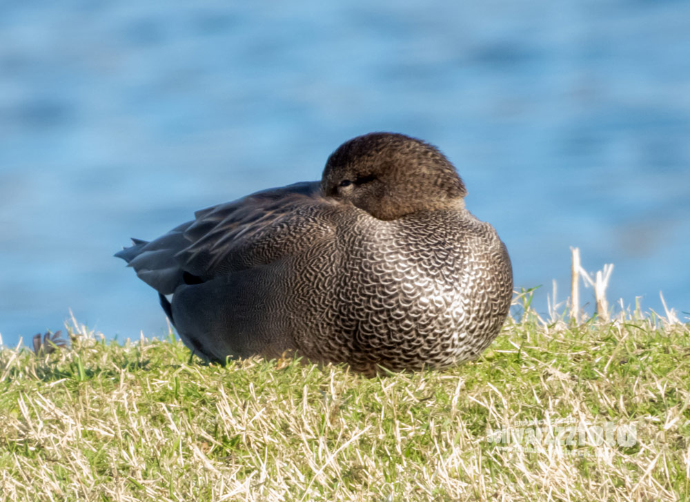 Enten und Gänse