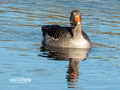 Enten und Gänse