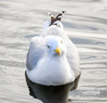 Vögel in Travemünde