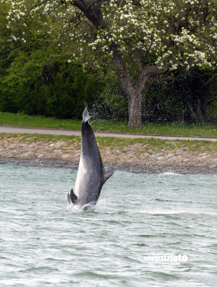 Delfin Delle, eine Möwe und ein Kormoran