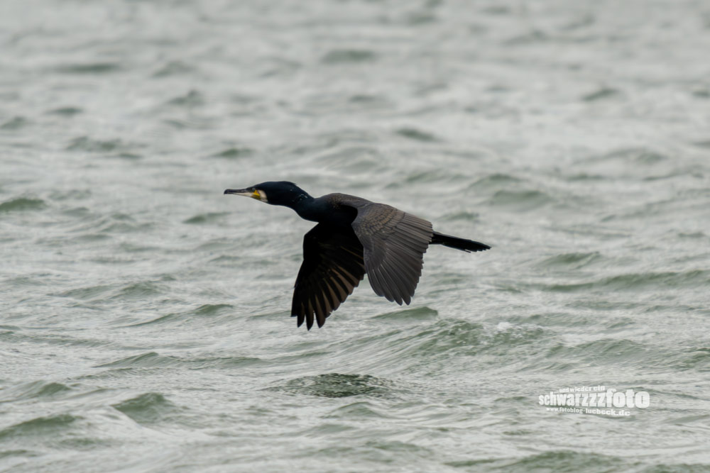 Delfin Delle, eine Möwe und ein Kormoran