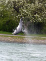 Delfin Delle, eine Möwe und ein Kormoran