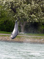 Delfin Delle, eine Möwe und ein Kormoran