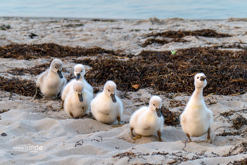 6 Schwäne im Gänsemarsch