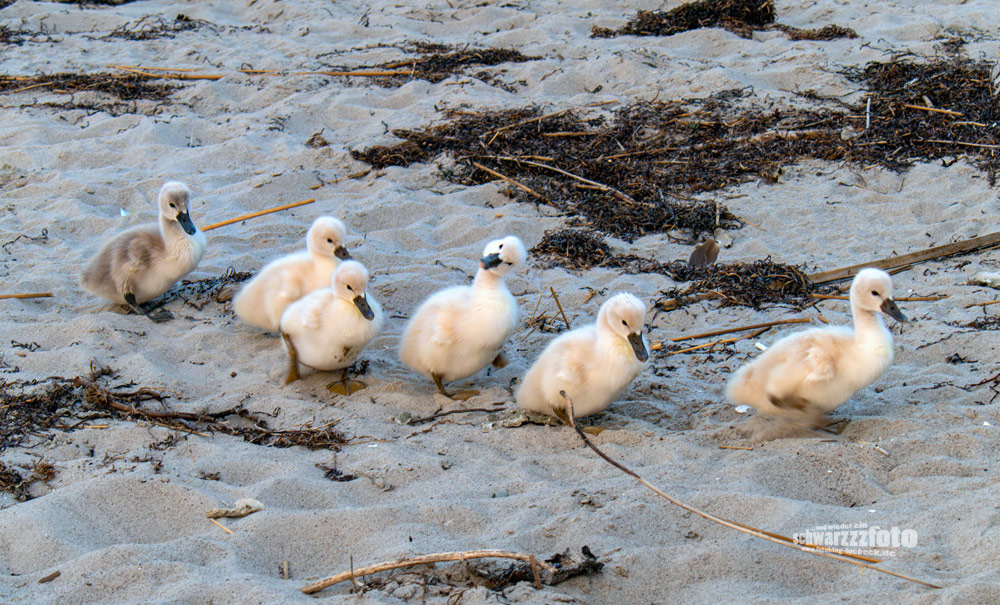 6 Schwäne im Gänsemarsch