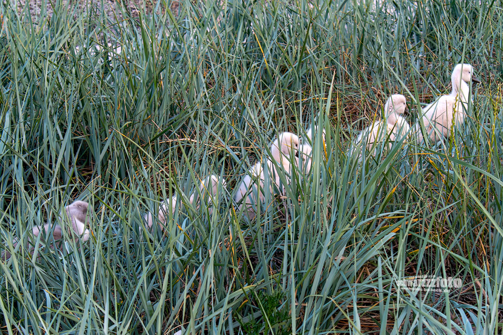 6 Schwäne im Gänsemarsch