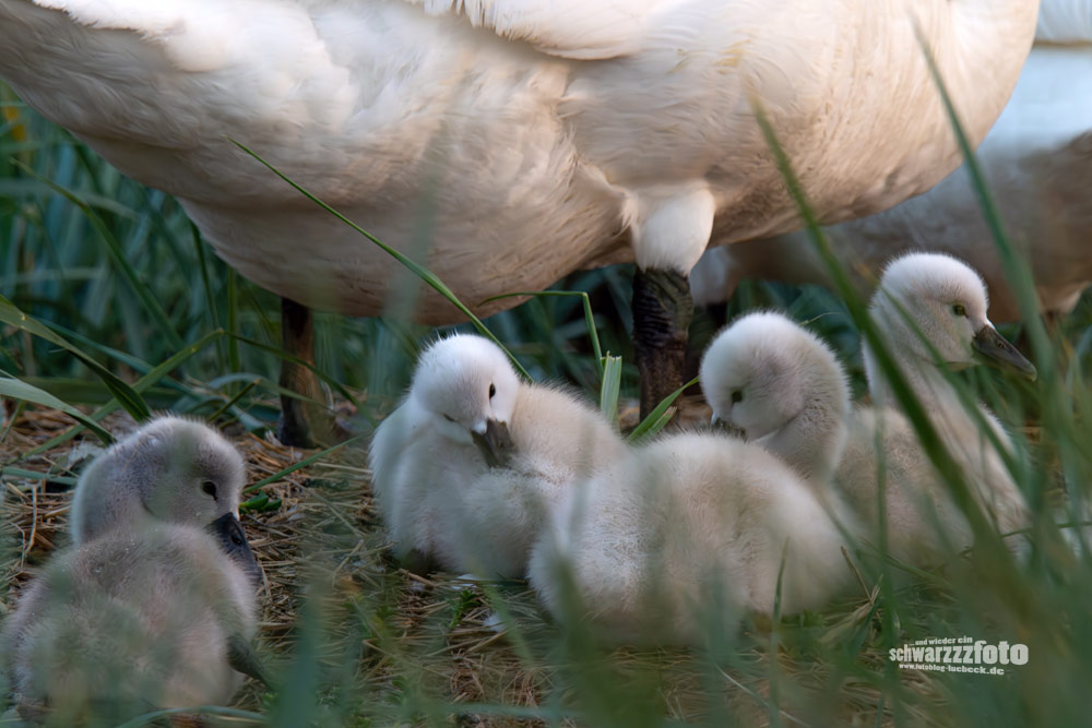 6 Schwäne im Gänsemarsch