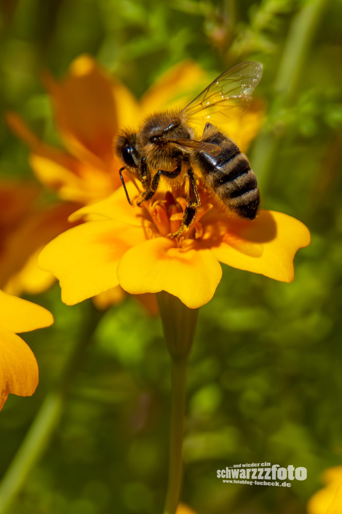 Wildbienen auf meinen Tagetes