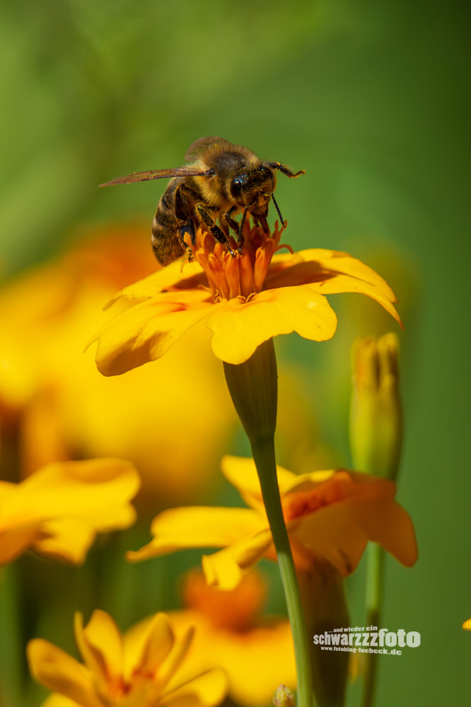Wildbienen auf meinen Tagetes