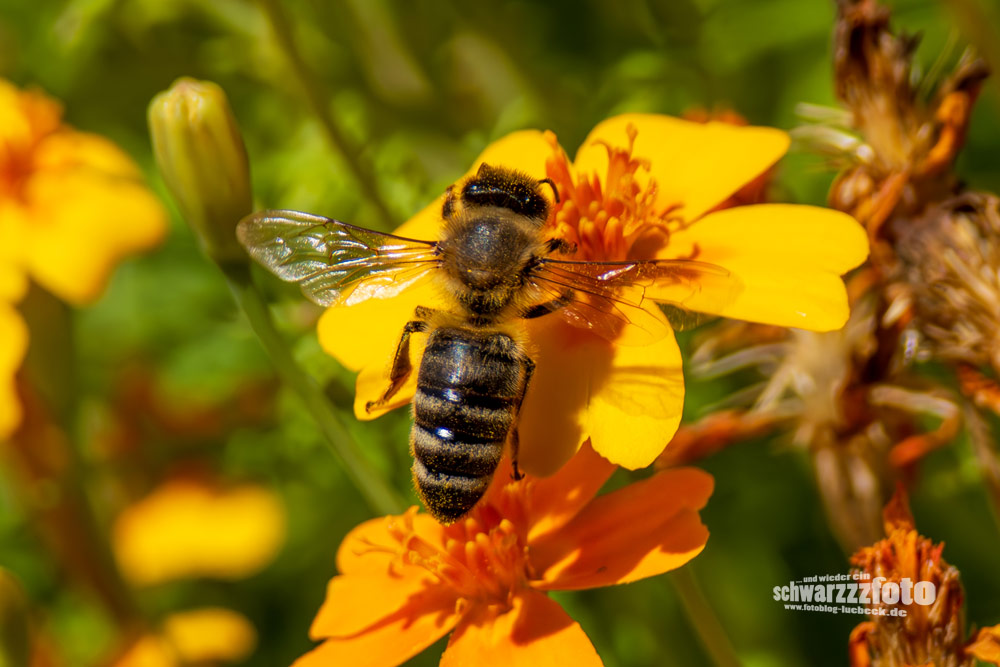 Wildbienen auf meinen Tagetes