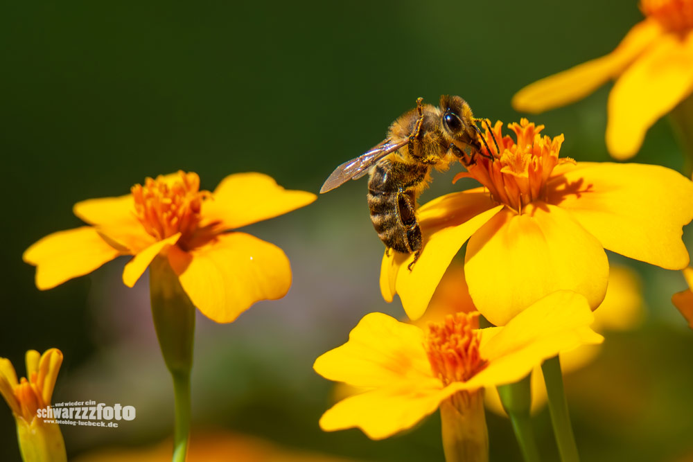 Wildbienen auf meinen Tagetes