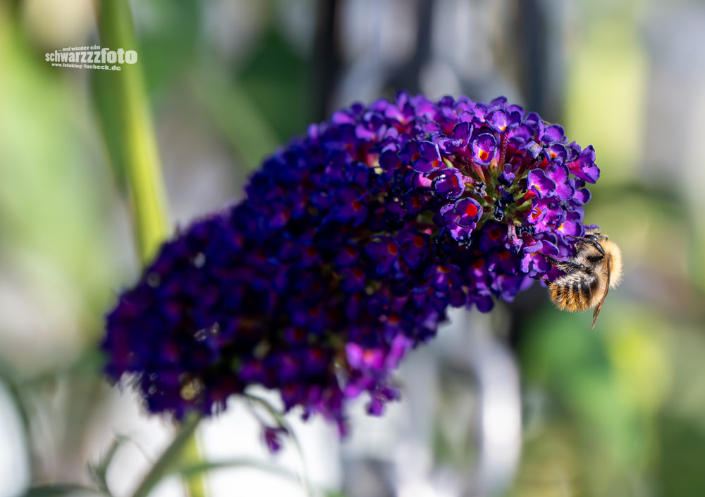 Erste Fotos mit dem Nikkor 124-200mm f4-6.3 VR