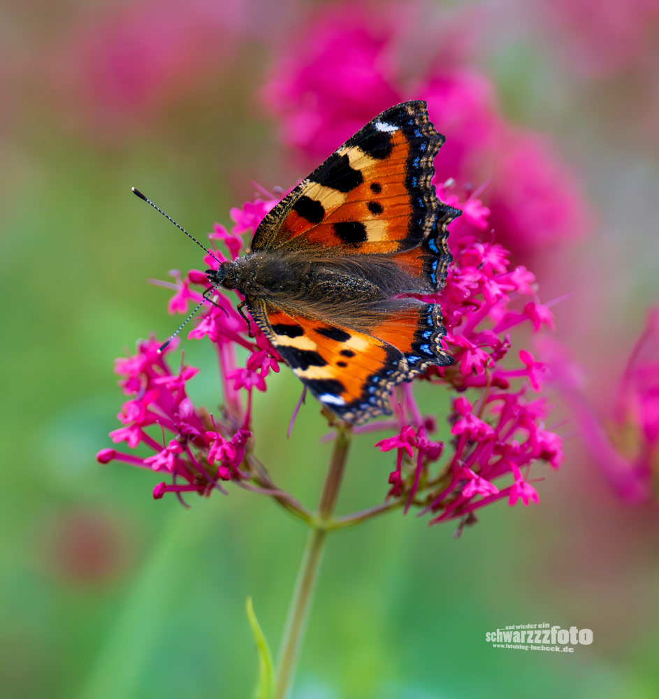 Wildbienen und ein Schmetterling